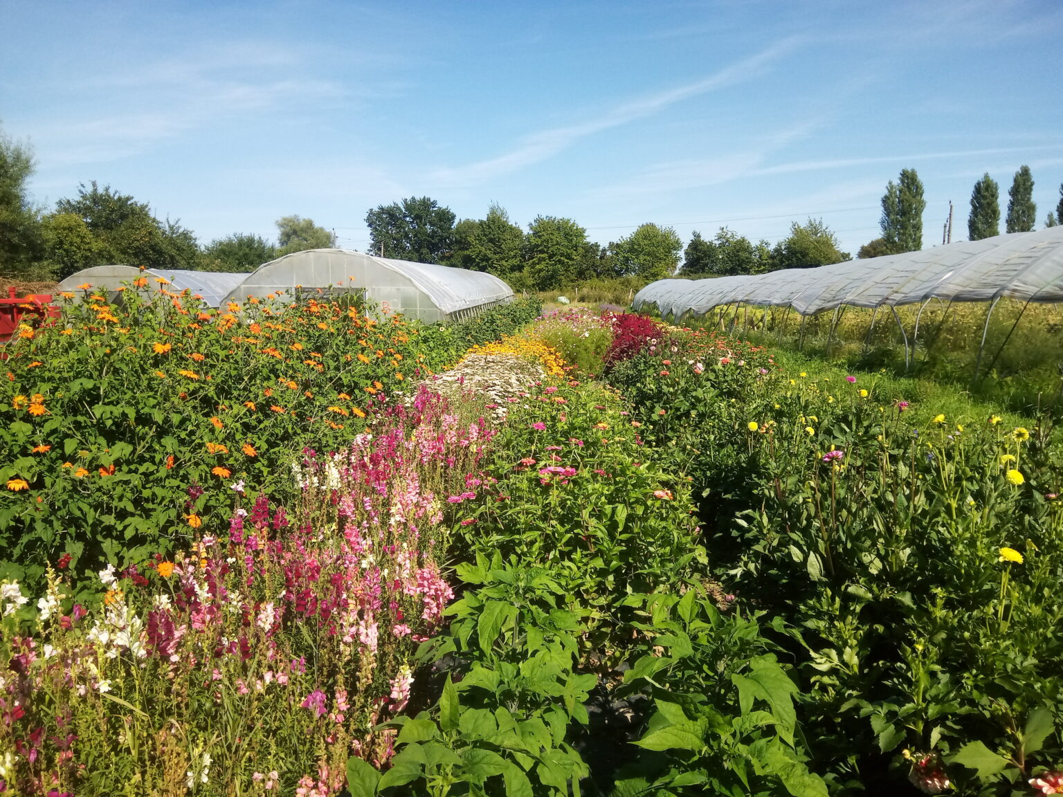 Lange Blumenreihen zwischen zwei Folientunneln am späten Nachmittag