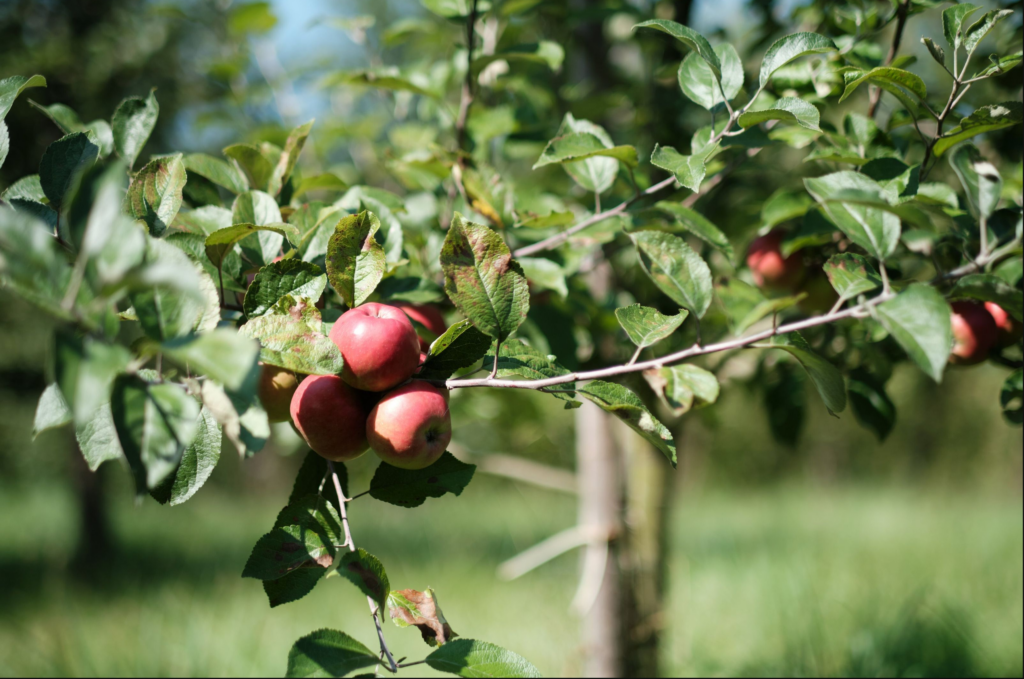 Äpfel aus dem Obstbau des Hofes