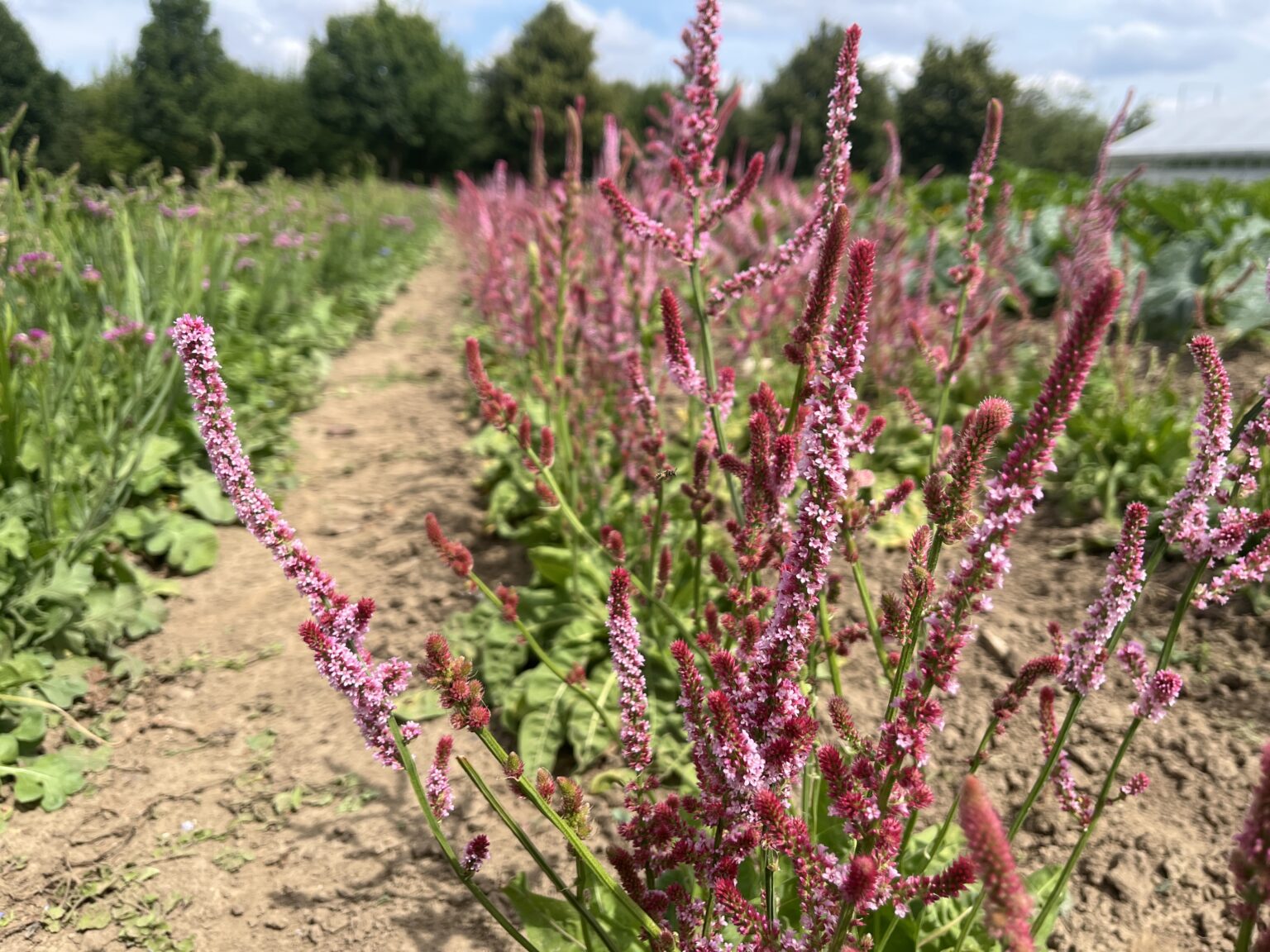 Hohe rosa blühende Rispen in langen Reihen, dazwischen ein sandiger Gang zwischen den Beeten