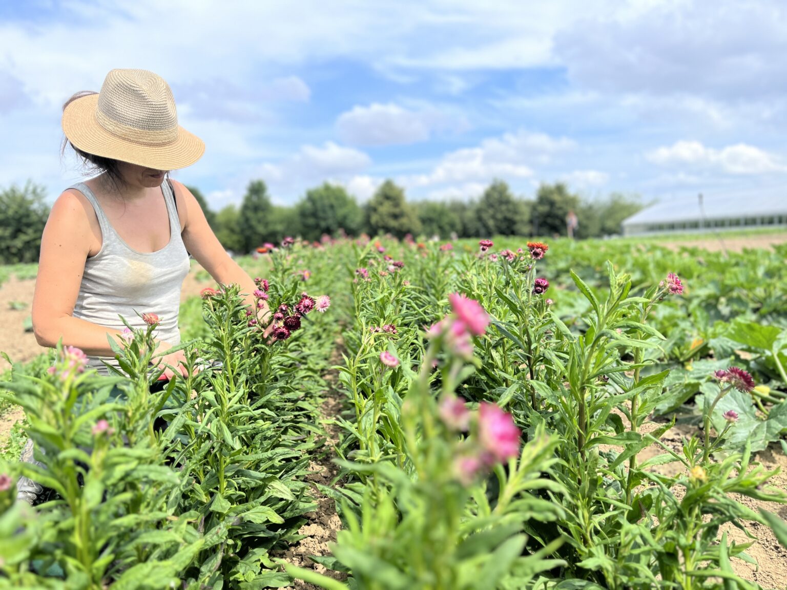Person mit Strohhut schneidet Blumen in einem weiten Feld unter blauem Himmel