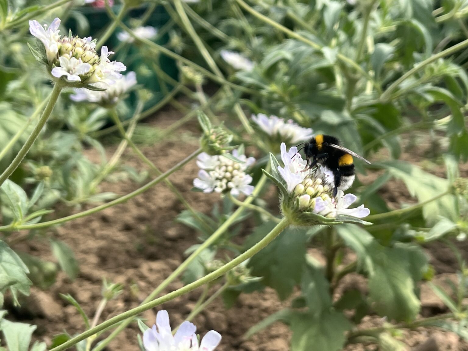 Hummel auf einer weißen Blüte im Blumenbeet