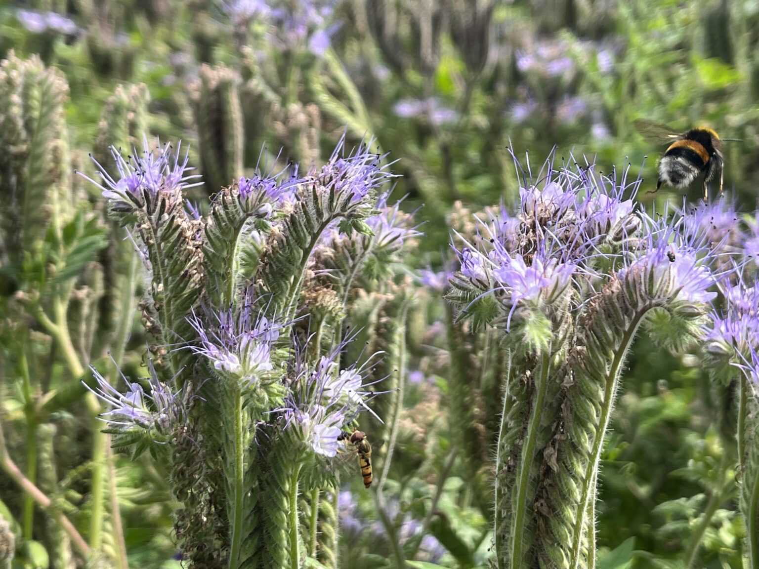 Dicht stehende violett blühende Pflanzen in langen Reihen
