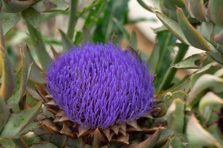 Artischocke ‚Green Globe‘
