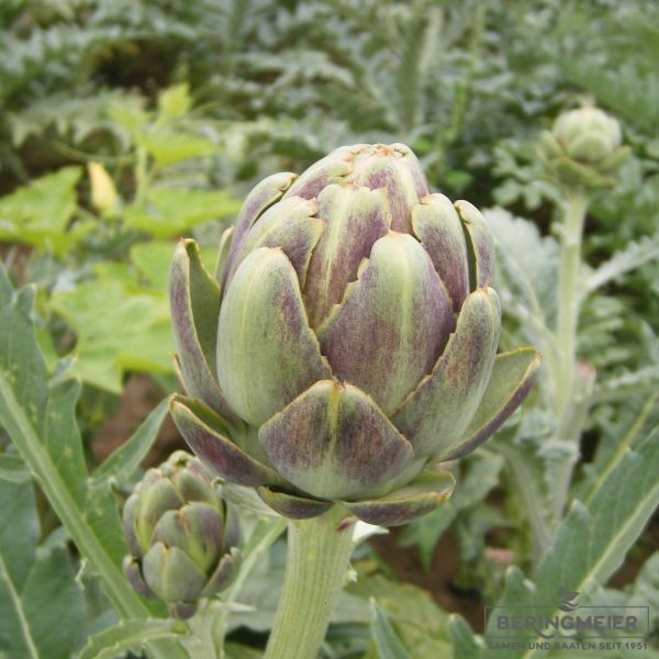Artischocke ‚Imperial Star‘