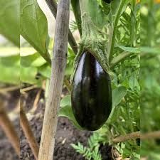 Aubergine ‚Zora‘