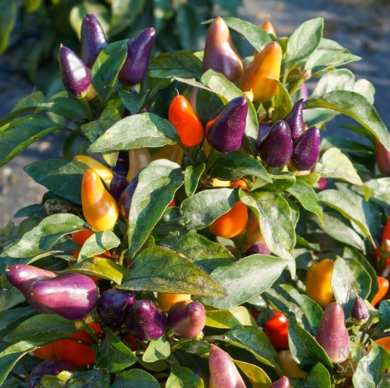 Chili ‚Aurora‘