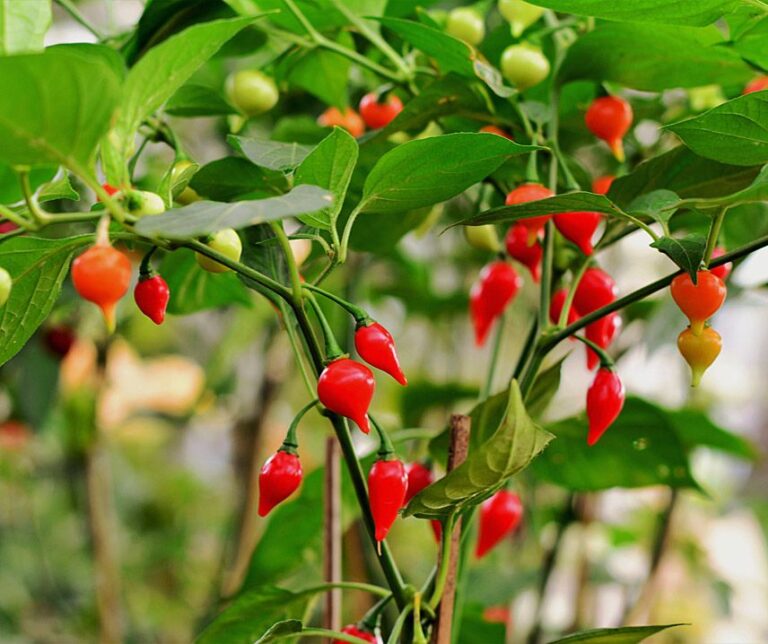 Chili ‚Biquinho‘