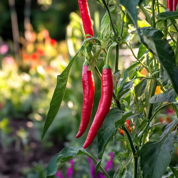 Chili ‚De Cayenne‘