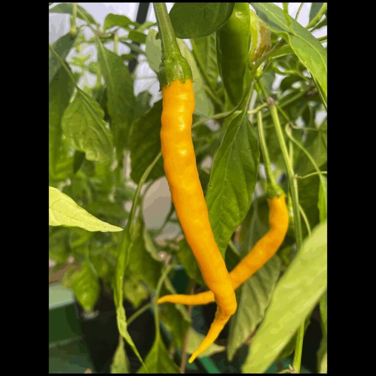Chili ‚Gelbes Rüsselchen‘
