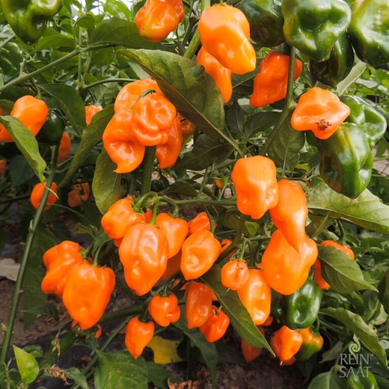 Chili ‚Habanero Orange‘