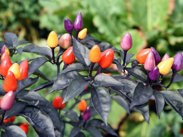 Chili ‚Lila Luzi‘