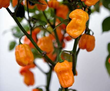 Chili ‚Numex Suave‘