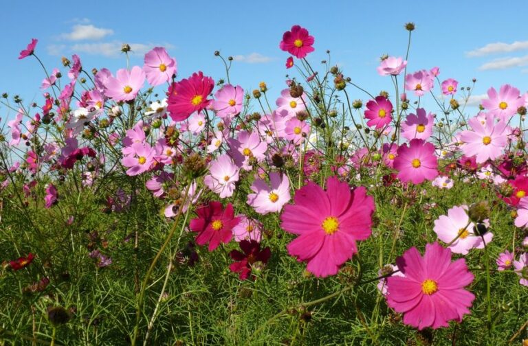 Cosmea