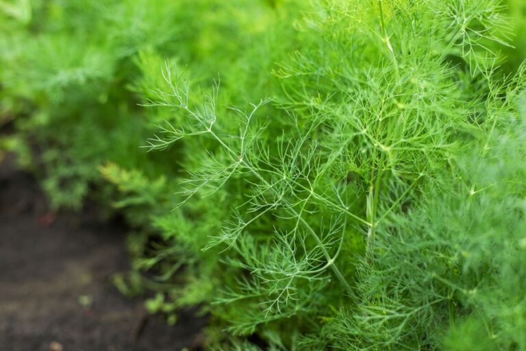 Dill