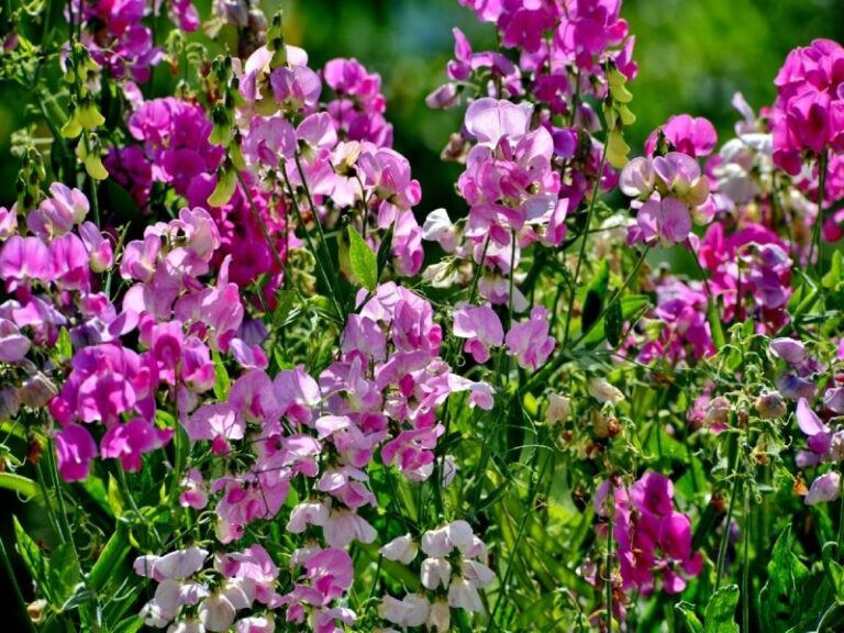 Edelwicke