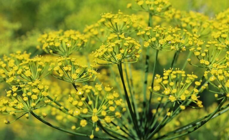 Gewürzfenchel