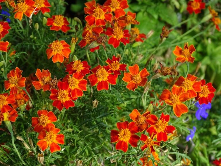 Gewürztagetes