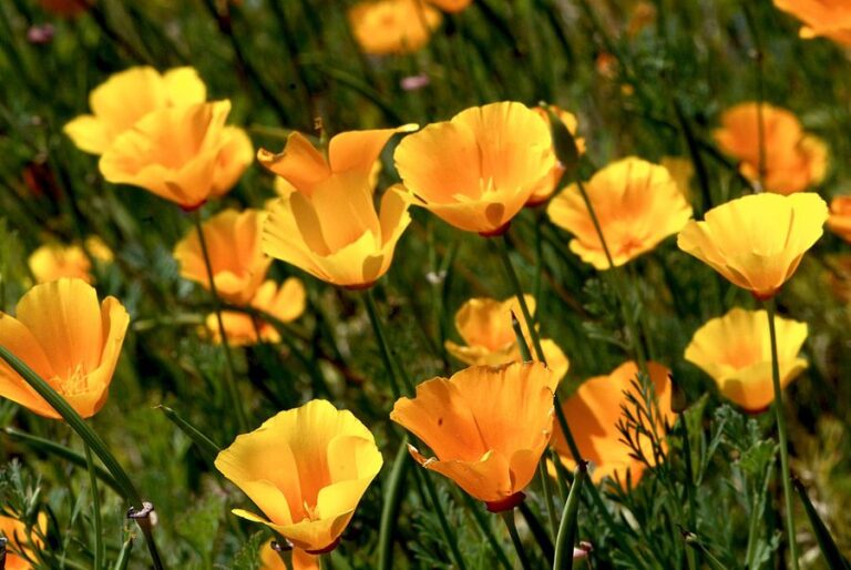 Goldmohn