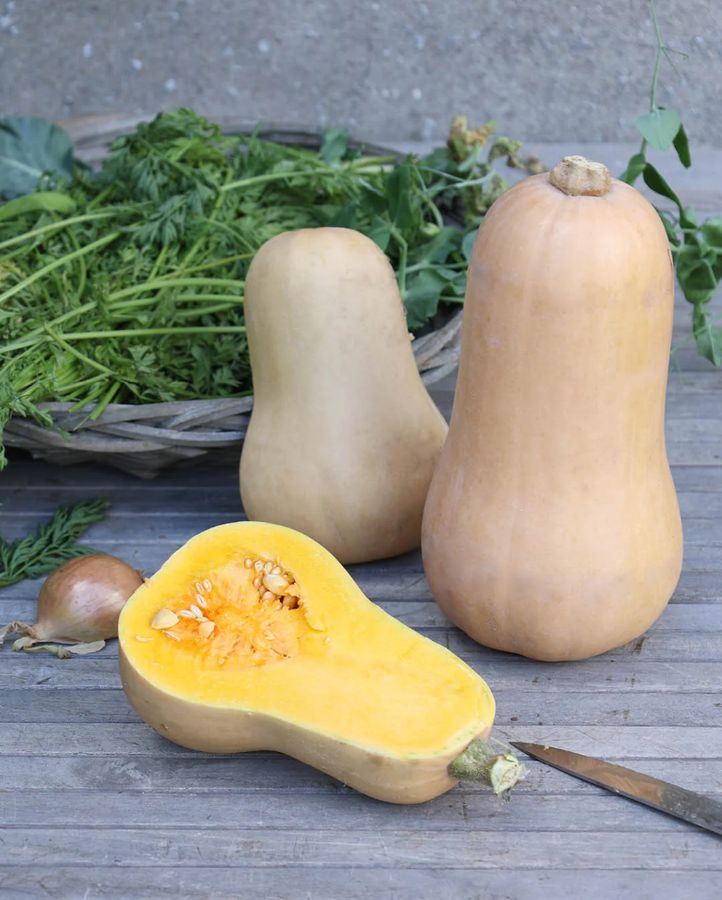 Kürbis ‚Butternut‘