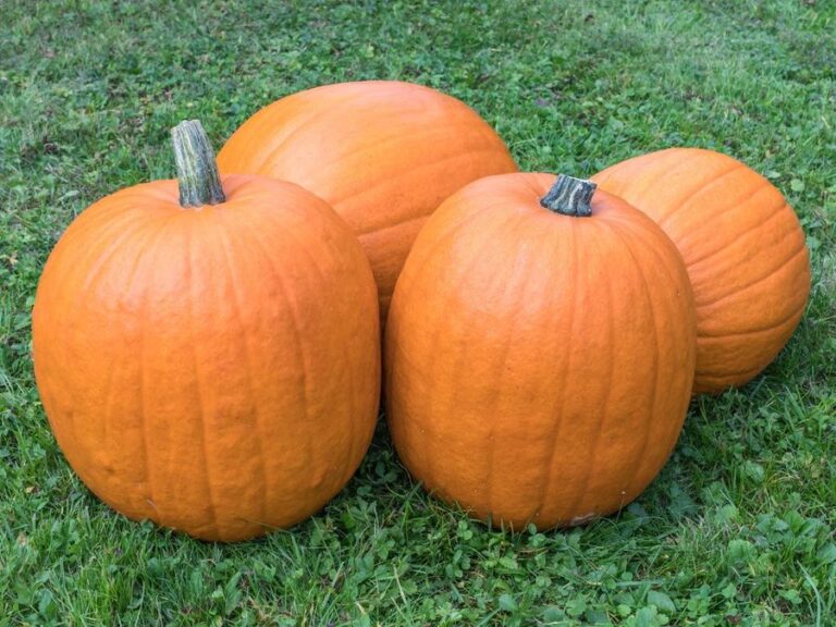 Kürbis ‚Laterne/ Halloween‘