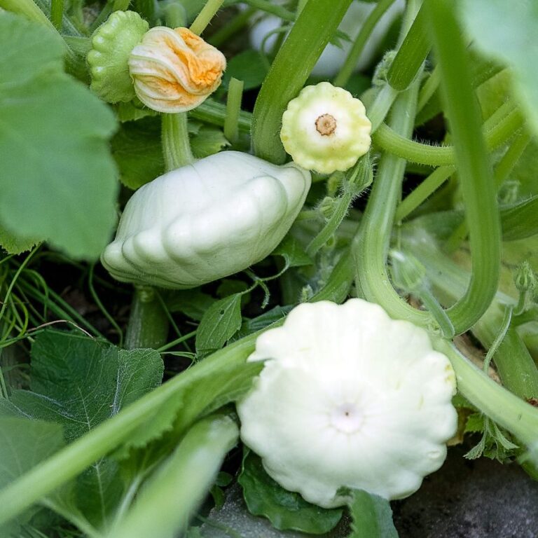 Kürbis ‚Patisson‘
