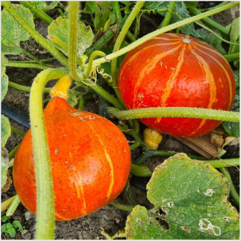 Kürbis ‚Red Kuri‘