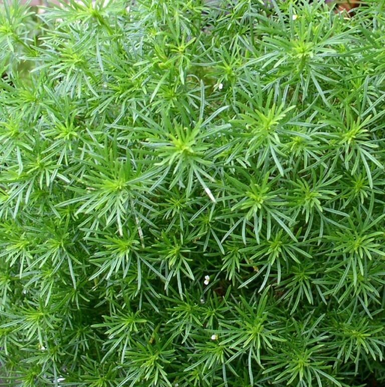 Lakritztagetes