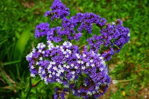 Meerlavendel