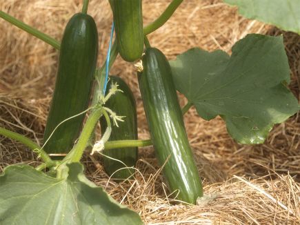 Minigurke ‚Kalomira‘