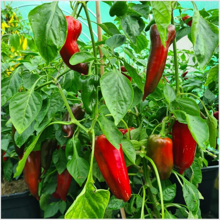 Paprika ‚Corno rosso‘