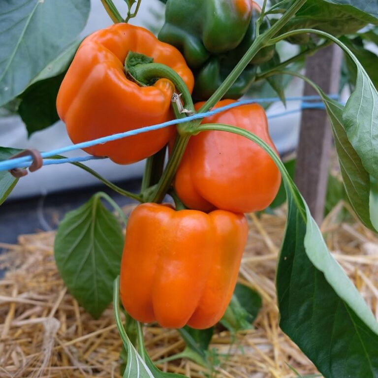 Paprika ‚Cubo Orange‘