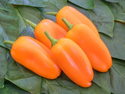 Paprika ‚Flynn‘