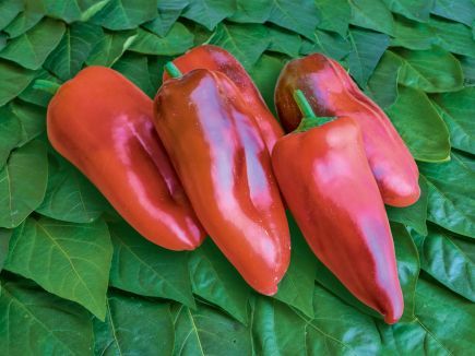 Paprika ‚Fritz‘