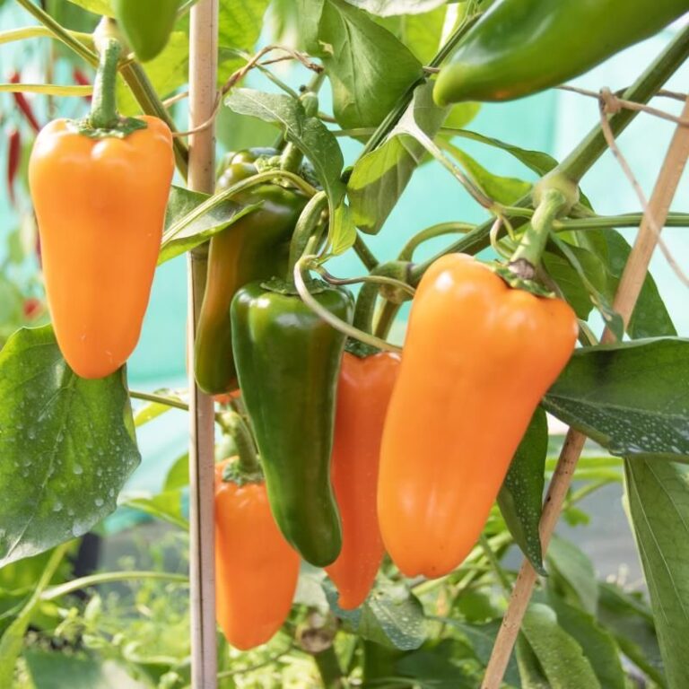 Paprika ‚Lady Lou‘