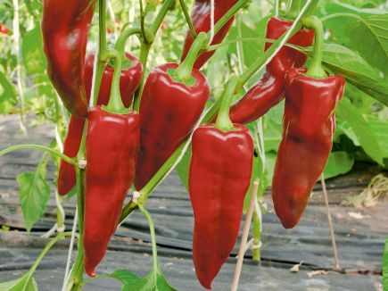 Paprika ‚Pantos‘