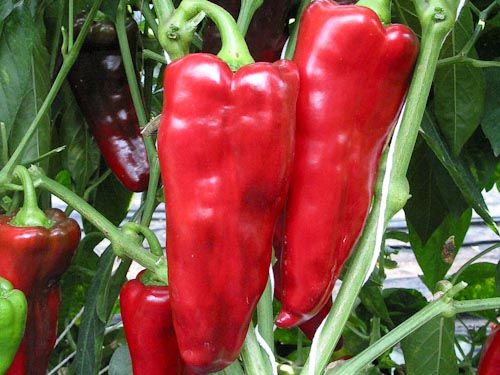 Paprika ‚Resi‘