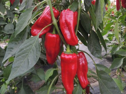 Paprika ‚Türkischer Gewürzpaprika‘