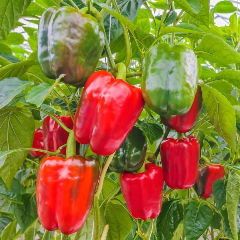 Paprika ‚Yolo Wonder‘