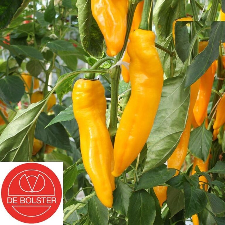 Paprika ‚Zazu‘