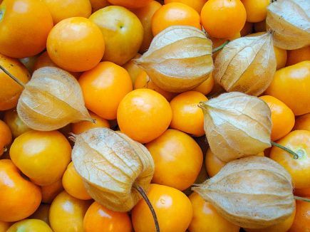 Physalis ‚Schönbrunner Gold‘
