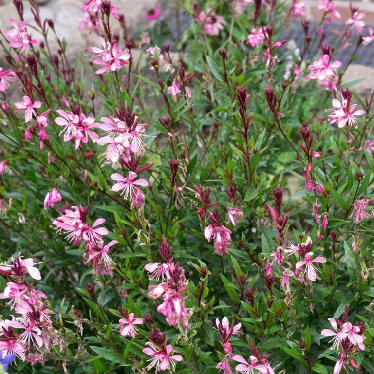 Prachtkerze
