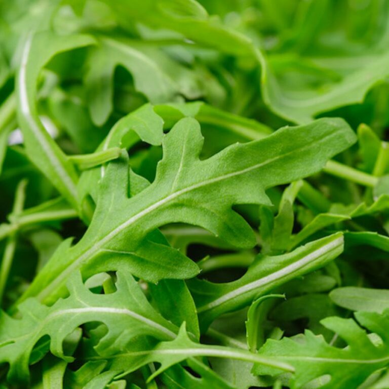 Rucola