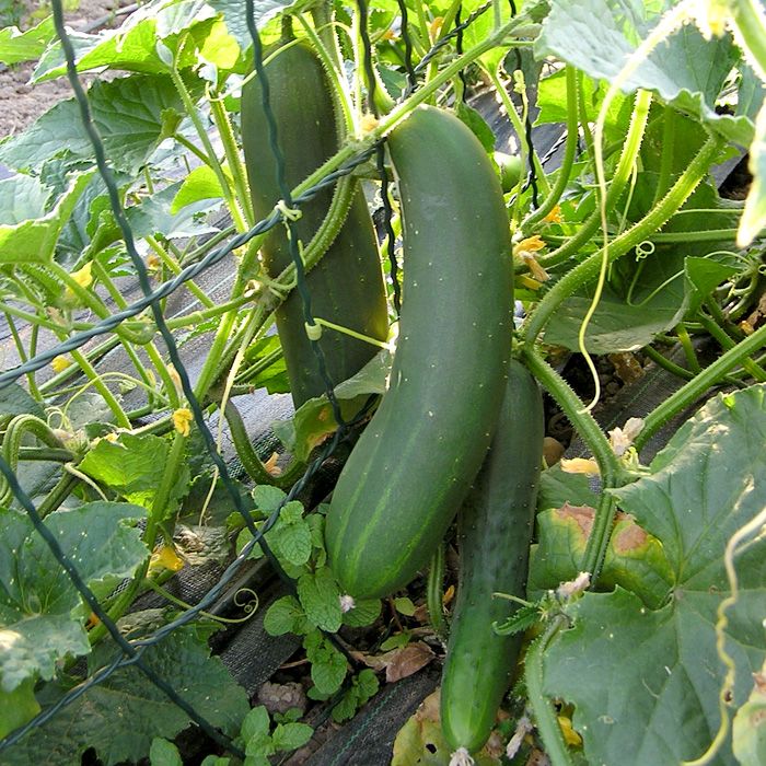 Salatgurke ‚Tanja‘