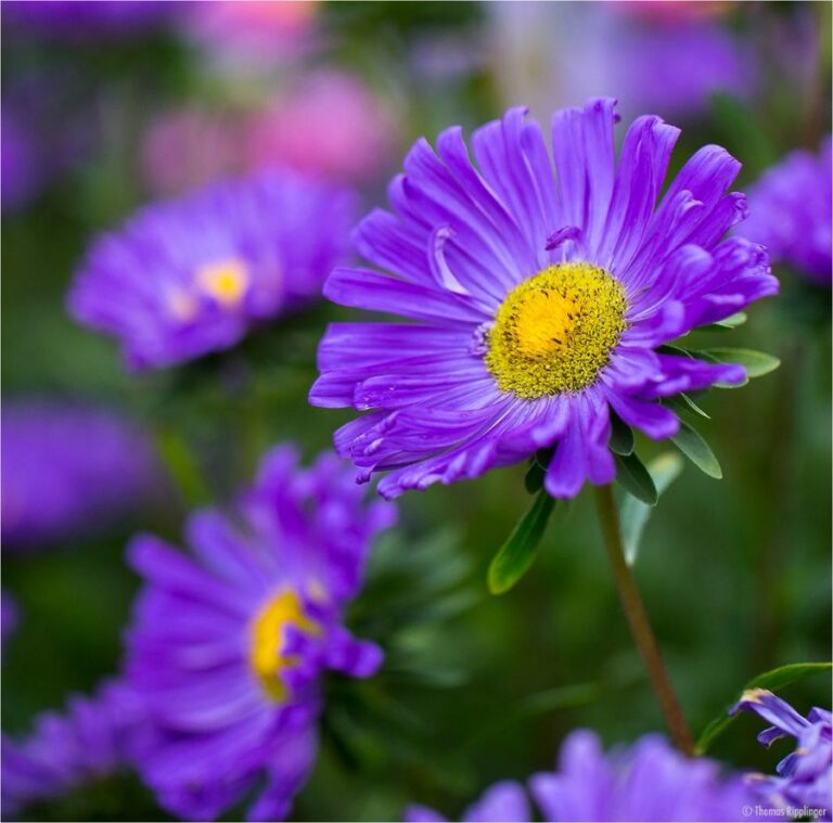 Sommeraster