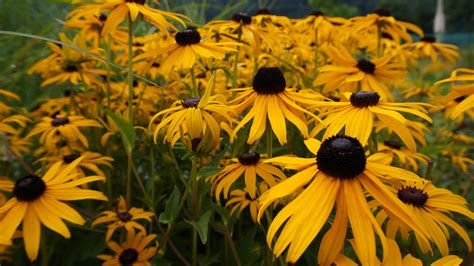 Sonnenhut ‚Rudbeckia‘