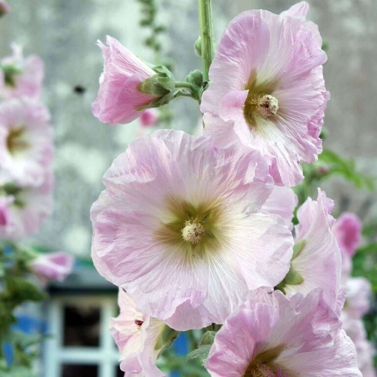 Stockrose