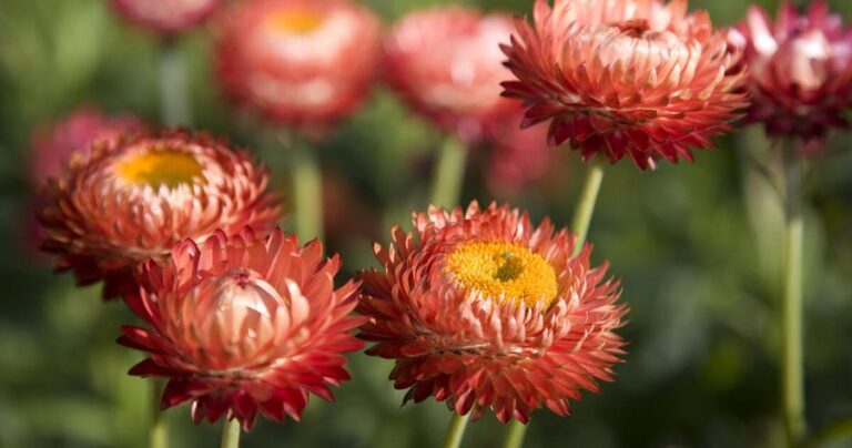 Strohblume
