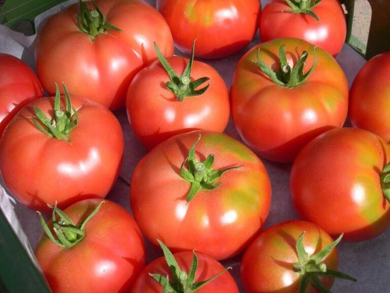 Tomate ‚Berner Rose‘