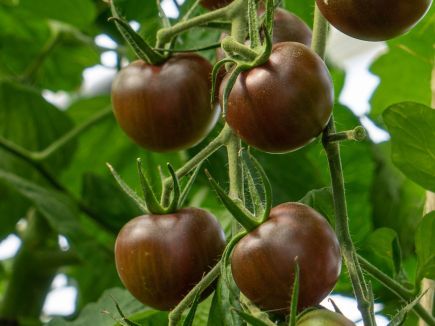 Tomate ‚Black Cherry‘
