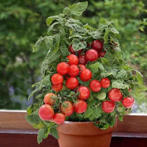 Tomate ‚Bogus Fruchta‘